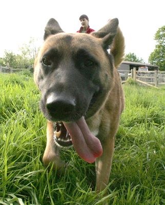 Tiny and Marjorie
Marjorie tossed Tiny's toy at me so that Tiny would run towards the camera.  Here's Tiny in the foreground, and the toy-tossing Marjorie in the background.  Who's tiny?
Klíčová slova: Tiny Marjorie dog tounge dog kennel dog boarding Lucies Farm