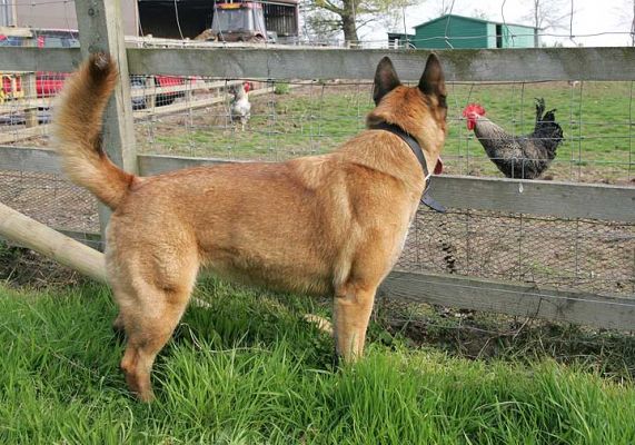 Tiny Watching the Chicken
 . . . and the chicken watching Tiny.
Ключові слова: Tiny chicken Akita German shepherd dog Lucies Farm
