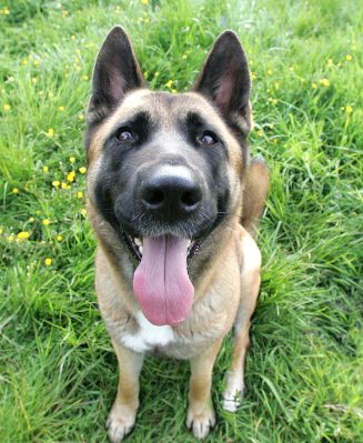 Tiny Up Close
OK --- guess how many photos of Tiny we took to get this pose?
Anahtar kelimeler: Tiny close up German shepherd Akita dog kennel dog boarding Lucies Farm
