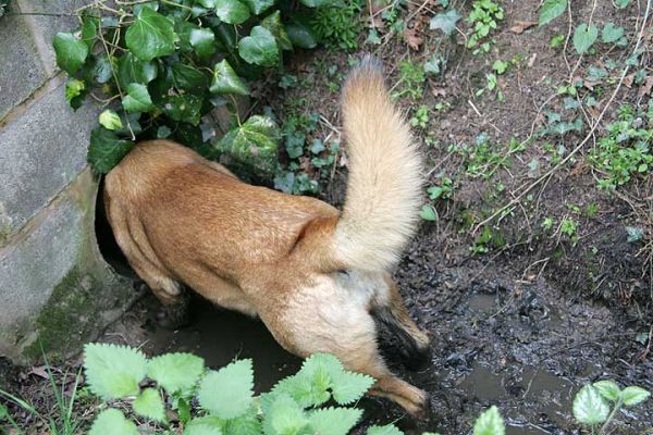 Tiny checking a pipe
Nothing in there -- but worth a sniff just to be sure.
Mots-clés: Tiny pipe mud Akita German shepherd dog Lucies Farm