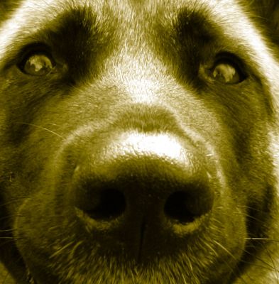 Close Up of Tiny
Looks more like a bear . . . 
Ключові слова: Tiny bear German shepherd dog kennel dog boarding Lucies Farm