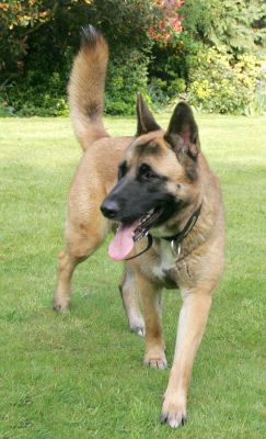 Tiny Posing for Her Portrait
Ključne besede: Tiny Akita German Shepherd dog Lucies Farm