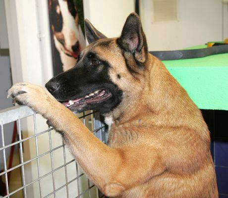 Tiny Demonstrating She's Not
Tiny has just had her breakfast, and is looking for more.
Keywords: Tiny breakfast dog hotel dog kennel dog boarding Lucies Farm