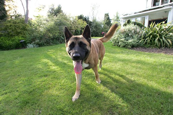Tiny On Patrol in the Front Garden
And she's looking at the camera wondering why I keep pointing it at her.
Anahtar kelimeler: Tiny German shepherd Akita garden Whitecroft patrol dog hotel dog boarding