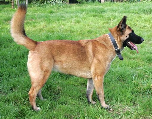 Tiny - Ready for Her Walk
Λέξεις-κλειδιά: Tiny Akita German Shepherd Lucies Farm dog walk