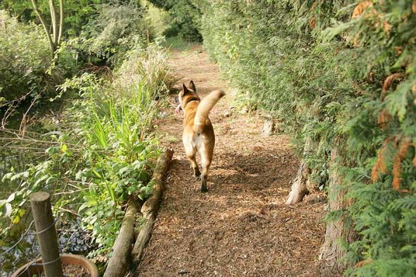 Tiny Walking Along The Stream
Anahtar kelimeler: Tiny stream Akita German shepherd dog Lucies Farm