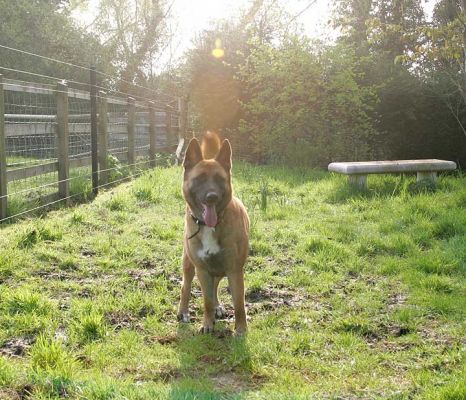 Tiny in the Morning Sunshine
Mots-clés: Tiny Akita German shepherd sun sunshine backlit dog Lucies Farm
