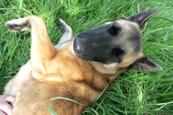 Tiny Being Tickled
What a great use of the thick spring grass...!
Ključne besede: Tiny tickle spring grass dog boarding dog kennel Lucies Farm