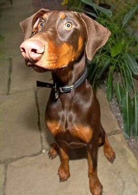 Toby
It was such miserable, foggy, dark weather during Toby's stay with us that we had to resort to photographs in the orchid house.
Ключові слова: Toby doberman dog hotel dog boarding dog kennel Lucies Farm