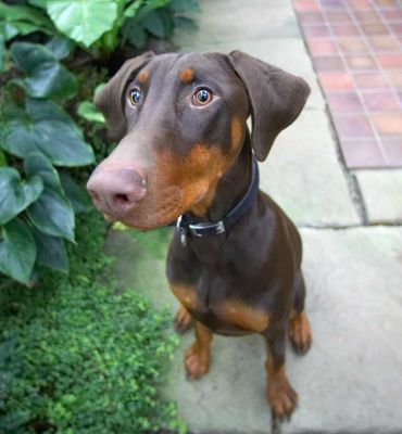 Toby Awaiting His Biscuit
Keywords: Toby doberman dog hotel dog boarding dog kennel Lucies Farm