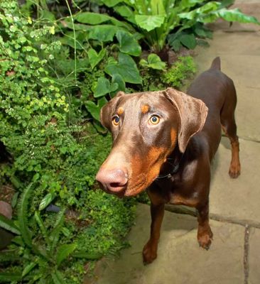 Toby the Doberman
Keywords: Toby Doberman Lucies Farm dog kennel dog boarding dog resort