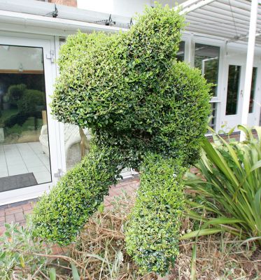 Our Topiary Dog
Breed unknown...
Keywords: topiary dog Whitecroft garden Lucies Farm