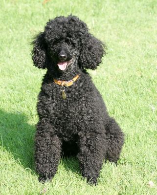 Treacle
Keywords: Treacle minature French poodle Lucies Farm dog boarding dog kennel