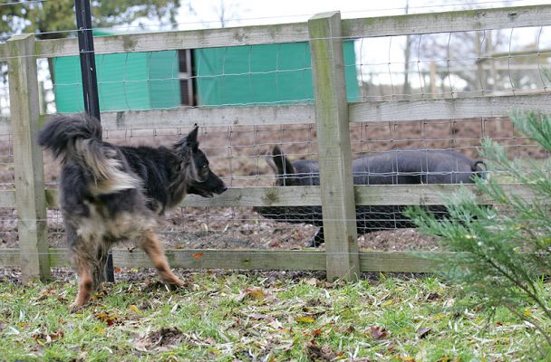 Trunks and the Pig
Nose-to-nose, through the fence.
Trefwoorden: Trunks Berkshire pig German Shepherd fence nose to nose dog hotel dog kennel