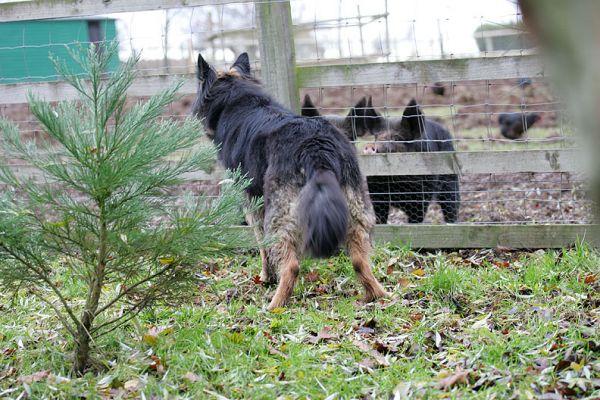 Trunks and the Berkshire Pig
Trunks and the Berkshire pig sharing some good gossip through the fence.
Klíčová slova: Trunks German Shepherd dog Berkshire pig