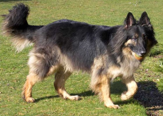 Trunks Playing Ball
At last some sunshine -- although it's very cold.  Playing ball with Trunks.
Anahtar kelimeler: Trunks ball German Shepherd dog garden sunshine