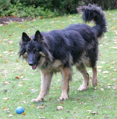 Trunks Contemplates the Blue Ball
Anahtar kelimeler: Trunks German Shepherd dog blue ball catch fetch Lucies Farm dog kennel dog boarding