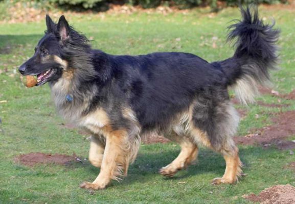 Trunks
Λέξεις-κλειδιά: Trunks German Shepherd dog