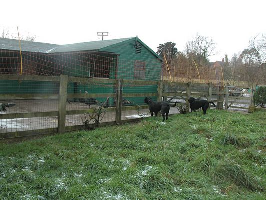 Watching The Turkeys
The turkeys are very calm, even with The Men present.  The turkeys know the fence is strong, and tall.
Palabras Clave: dog kennel, Lucies Farm