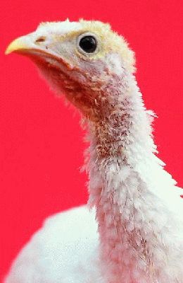 A Young, White Turkey
Although all of our turkeys are Bronze Turkeys, we occasionally get some that are white.  There's a strange recessive gene hiding in the gene pool somewhere.  This turkey was hatched and raised at Lucies Farm, from an egg laid at our farm.  Really "home reared."
Keywords: turkey Bronze white Lucies Farm handreared