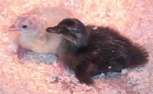 Turkey and Duck Chicks
Both born May 17 2004
Keywords: turkey duck chick Bronze turkey mallard