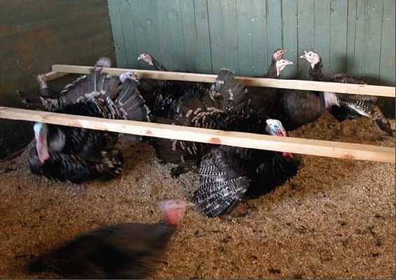 New Arrivals from Wales
Eleven new Bronze Turkeys from deepest mid Wales arrived at Lucies Farm on April 3, 2004.  Cranberry (hatched here) is the blur in the front.  She's taking time to make the acquaintance of her new friends.
Keywords: Bronze turkeys, turkey, Wales