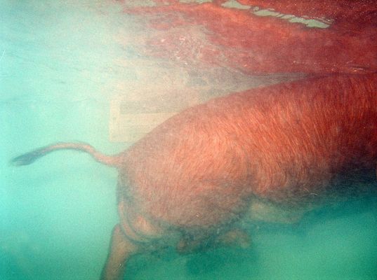 Underwater Pig
The Tamworth pig, viewed from underwater, swimming around the pool.  Taken by Marjorie --- dressed in full SCUBA gear and with an underwater Nikonos V camera.  The reflection is the surface of the water, viewed from below.
Palabras clave: Tamworth pig underwater swimming Nikonos V SCUBA swimming pig heated pool Lucies Farm