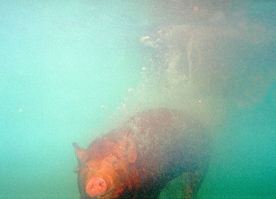 Underwater Pig
To take the swimming Tamworth pig photo, the pig had to be gently pushed into the heated pool.  Marjorie, in full SCUBA gear and with an underwater camera and strobe, waited for the pig to, [i]er[/i], fall.  I was surprised at how quickly the pig sank.  He then soared to the surface, like a submarine in a Sean Connery movie that's blown its ballast.
Keywords: Underwater pig swimming pig Tamworth pig bubbles heated pool submarine SCUBA