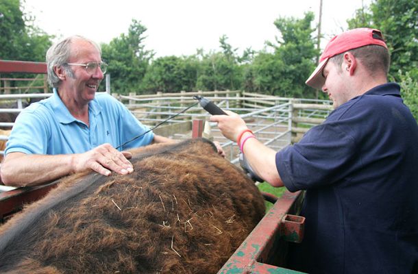 Vic Scott & Andy Baddeley Massaging Aberdeen Angus Steer
It is thought that the regular massaging helps to marble the fat, and tenderise the beef.  It also relaxes the steer.
Anahtar kelimeler: Aberdeen Angus Kobe beef massage Kobe beef Lucies Farm Vic Scott Andy Baddeley