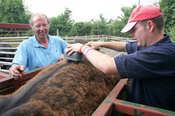 Vic Scott and Andy Baddeley Massaging the Aberdeen Angus Steer
Palabras clave: Vic Scott Andy Baddeley Kobe beef Aberdeen Angus massaged beef Lucies Farm