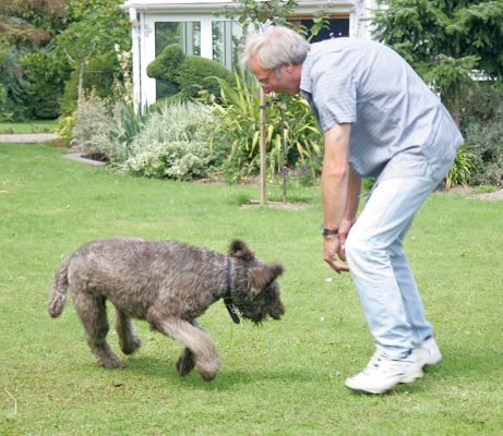Elvis Playing With Vic
It almost looks like the two of them are doing some sort of strange dance step.
Keywords: Elvis French poodle playing Vic dance Lucies Farm dog hotel dog kennel dog boarding