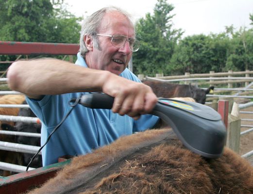 Vic Scott Massaging an Aberdeen Angus Steer
The cattle stand still when they're being massaged, and often lean into the massager.  They are weighed and massaged after they've had their beer and grain, so are quite merry anyway.
Trefwoorden: massage cattle Kobe beef Aberdeen Angus beer-fed Lucies Farm