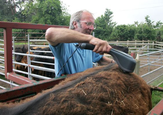 Vic Scott Massaging Aberdeen Angus Steer
Ključne besede: Vic Scott Aberdeen Angus steer Kobe beef massage