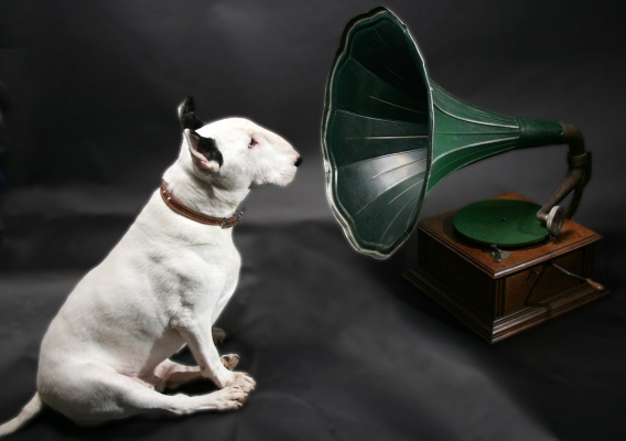 Kiko and the Old Victrola
A larger, Bull Terrier version of His Master's Voice.
Palabras clave: Victrola RCA Kiko Bull Terrier His Master's Voice