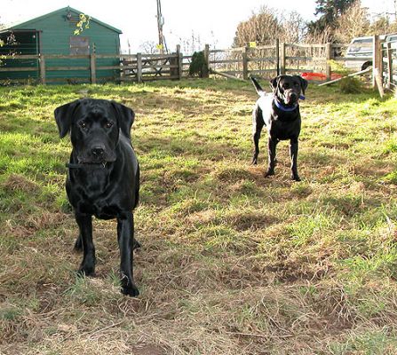 The Men - Waiting for the Ball to Be Thrown
I'm not sure I'd like to see this photograph if I were an intruder.  But, in fact, The Men are just waiting to play catch.
Ključne besede: Labradors, The Men, catch, ball playing, Lucies Farm, dogs, dog kennel