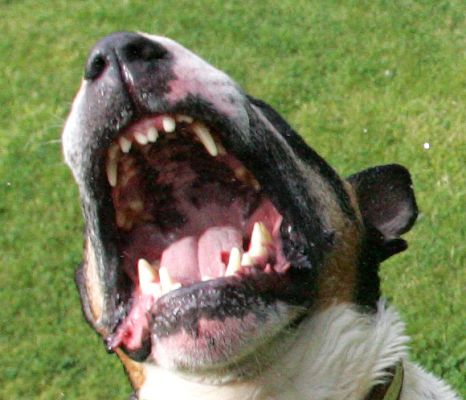 The Postman's Nightmare
This is a cropped shot of another photo on this website.  Tapa is growling at water coming from the garden hose.  He really loves it.  I've never really seen inside his mouth before (and it needed a 1/1500 shutter speed to do so).  Wow, those are [i]big[/i] teeth!
Palabras clave: Tapa jaws big teeth postman's nightmare bull terrier