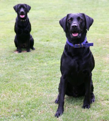 Harvey & Buddy Waiting for Me To Throw The Ball
Klíčová slova: Harvey Buddy black Labrador playing catch dog dog boarding dog kennel Lucies Farm