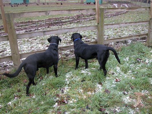 The Men Watching The Chickens
On alert, watching our Black Rock Chickens very carefully and silently.
Λέξεις-κλειδιά: dog kennel, Black Rock chickens