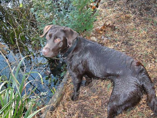 Tess - You Can See What She's Thinking
You don't need to be a dog  psychologist to figure out what Tess is thinking.
Ключови думи: Tess, water, dog, psychologist, Lucies Farm