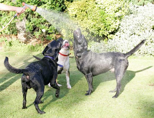 Three Dogs, One Hose
Buddy and Harvey, and much smaller Tapa, playing with the garden hose on a warm summer afternoon.
Palabras clave: Harvey Buddy Black Labrador Tapa bull terrier garden hose sprinkler Lucies Farm