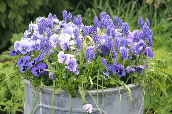 Springtime in the Garden Centre
Webb's of Wychbold, April 22 2005
Ključne besede: springtime garden centre blue flowers Webb's of Wychbold
