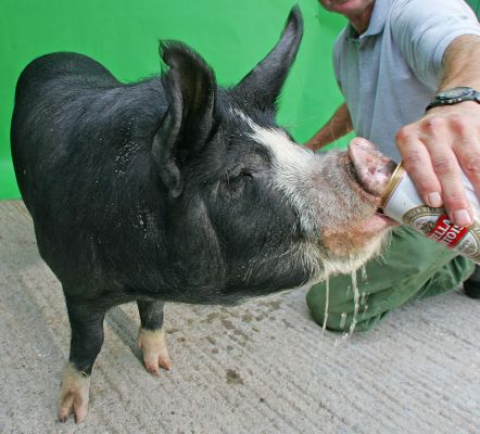 Westbrook
Being a bit of a slob -- letting his beer drip down his face.  What a pig!
Ključne besede: Westbrook spilled beer Berkshire pig kurobuta Lucies Farm pork piggy