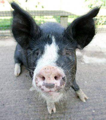 Westbrook the Berkshire Boar
Palabras clave: Westbrook kurobuta Berkshire pig pork Kobe pork