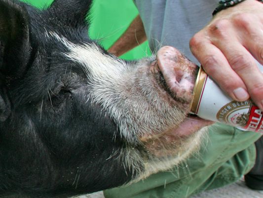 Westbrook Enjoying A Beer
A hot late summer afternoon in sunny Worcestershire.
Anahtar kelimeler: Westbrook Berkshire pig kurobuta pork beer Lucies Farm Worcestershire