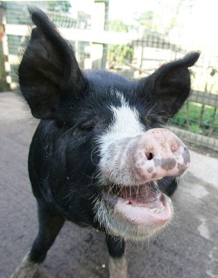 Westbrook Having a Laugh
Keywords: Westbrook kurobuta Berkshire pig pork beer Heineken Kobe pork