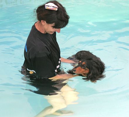 Whistler Swimming
Marjorie is holding her carefully.
Schlüsselwörter: Whistler dog swimming Marjorie daschund canine hydrotherapy Ritz Canine