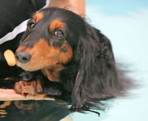 Whistler Relaxing After Her Swim
Anahtar kelimeler: Whistler daschund canine hydrotherapy swimming dog Ritz Canine