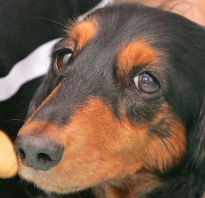 Whistler
Klíčová slova: Whistler eyes daschund dog Lucies Farm Ritz Canine
