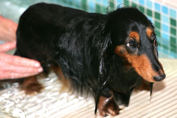 Whistler Heading Up the PetRamp
She really enjoyed her swimming session, so I don't know if this "sad dog" look is because she's sorry it's over...?
Słowa kluczowe: Whistler swimming dog daschund Ritz Canine PetRamp