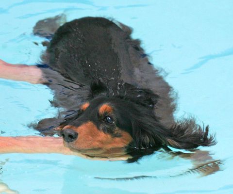 Whistler Swimming
Palabras clave: Whistler daschund swimming canine hydrotherapy Ritz Canine dog hotel